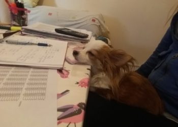 Memes: 11 perritos haciendo contabilidad