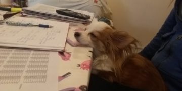 Memes: 11 perritos haciendo contabilidad